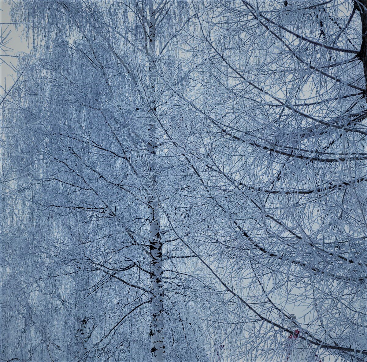 Зимнее кружево.