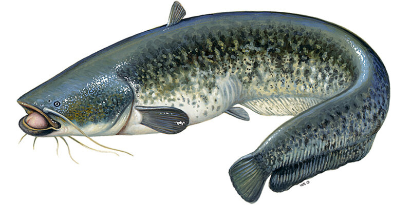 Silurus glanis