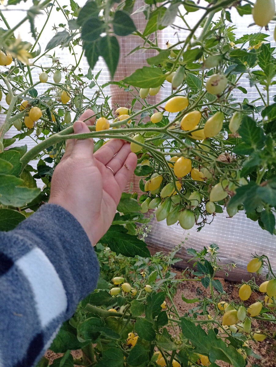 Томат сумасшедшие вишни барри описание характеристика