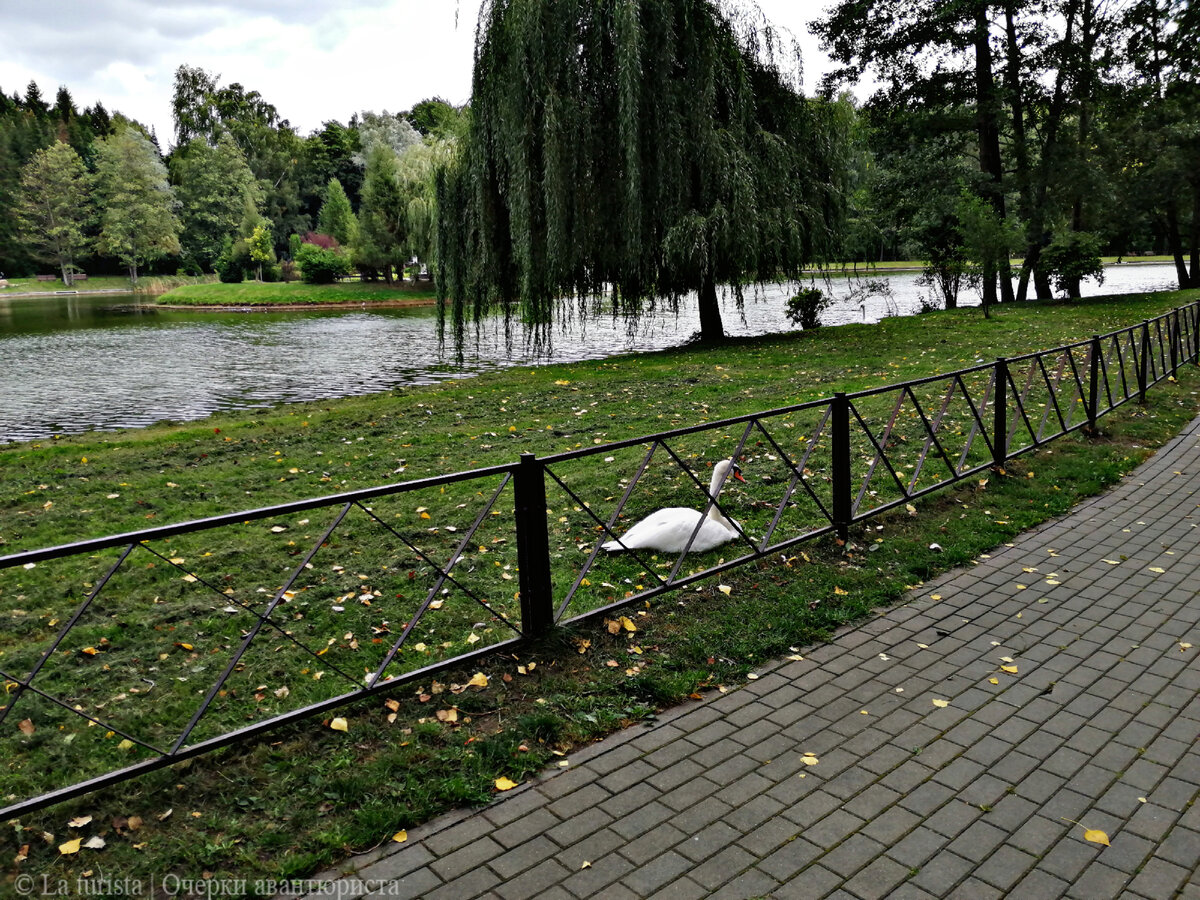 Озеро в ботаническом саду