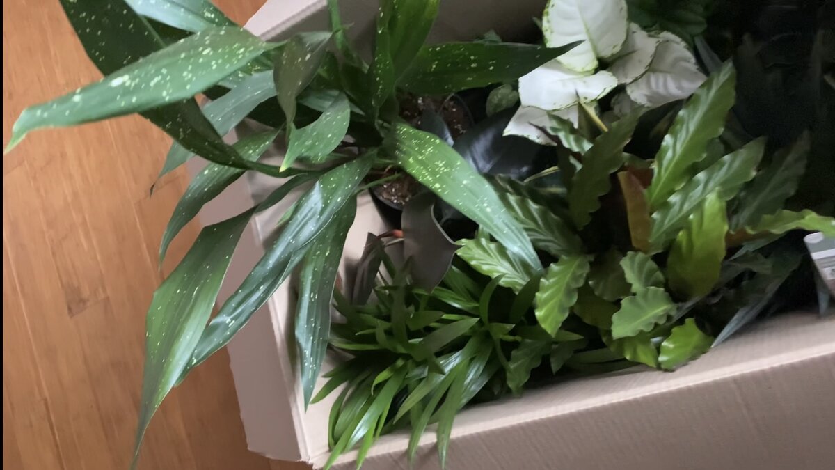 Одна из коробок с растениями