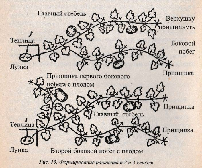 Формирование кустовой тыквы. Формирование плетей тыквы в открытом грунте схема. Пасынкование тыквы в открытом грунте схема. Прищипка тыквы в открытом грунте схема. Схема формировки арбузов в открытом грунте.