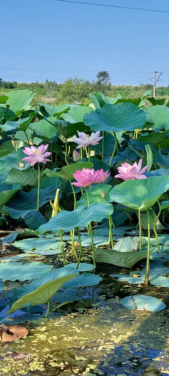 Из личного архива. Приморье. Фотография сделана моим братом 