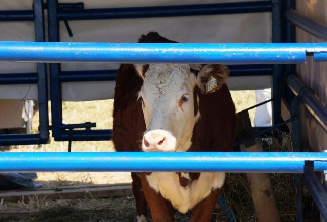    Правда ли, что в Астрахани буренок будут отправят на штрафстоянки?