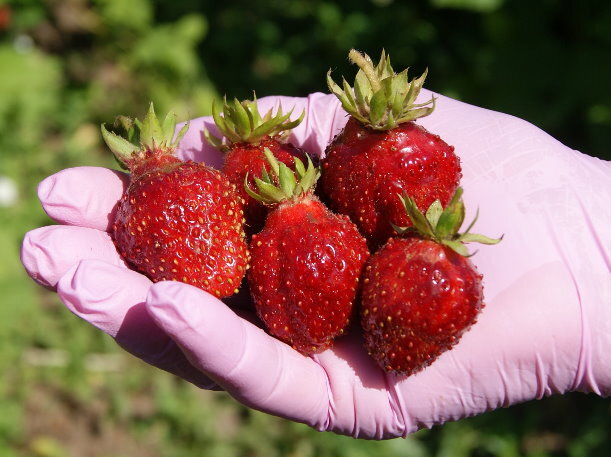Далеко не первый сбор далеко не первых ягод в кисти. Размер ягоды - среднестатистический.
