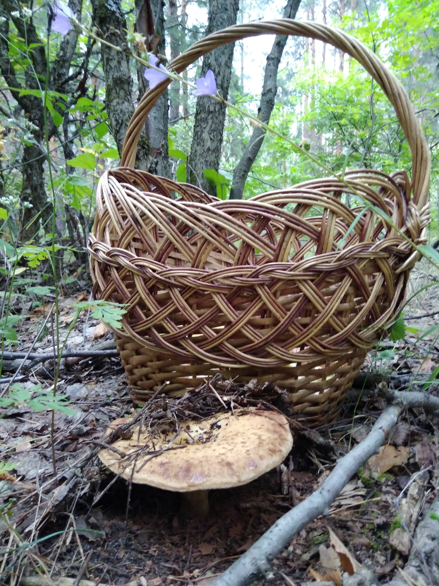 Свинушки могут быть довольно крупными