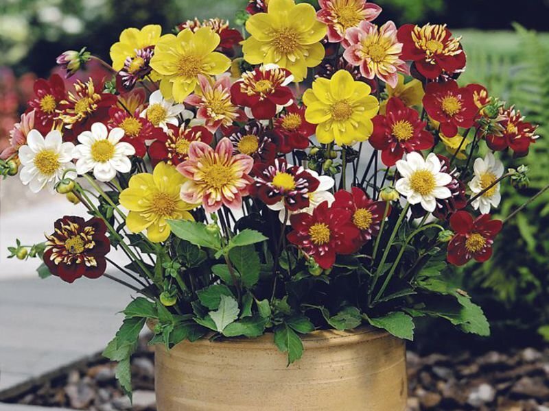 Идеальное решение для выращивания георгинов сорта "Коларетт Денди"