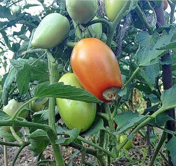 Вершинная гниль