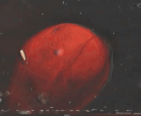 Игорь Катамаранов выныривает из проруби с рыбой и осьминогом, и уходит искать свой трактор (источник - instagram.com/p/B9Cp3MinWE-/)