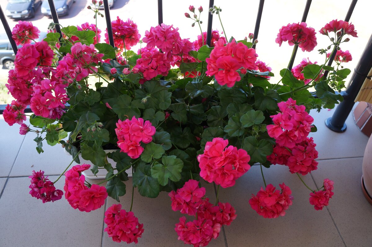 Источник фото: wiki-dacha.ru