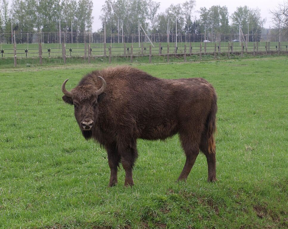 Зубр, картинка с проторов интернета