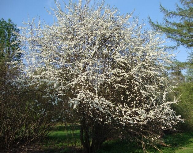 цветение терна