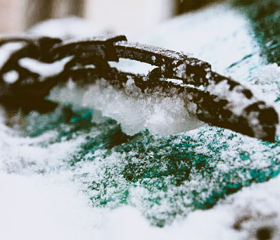 Особенно укорачивает их век осень и зима.  