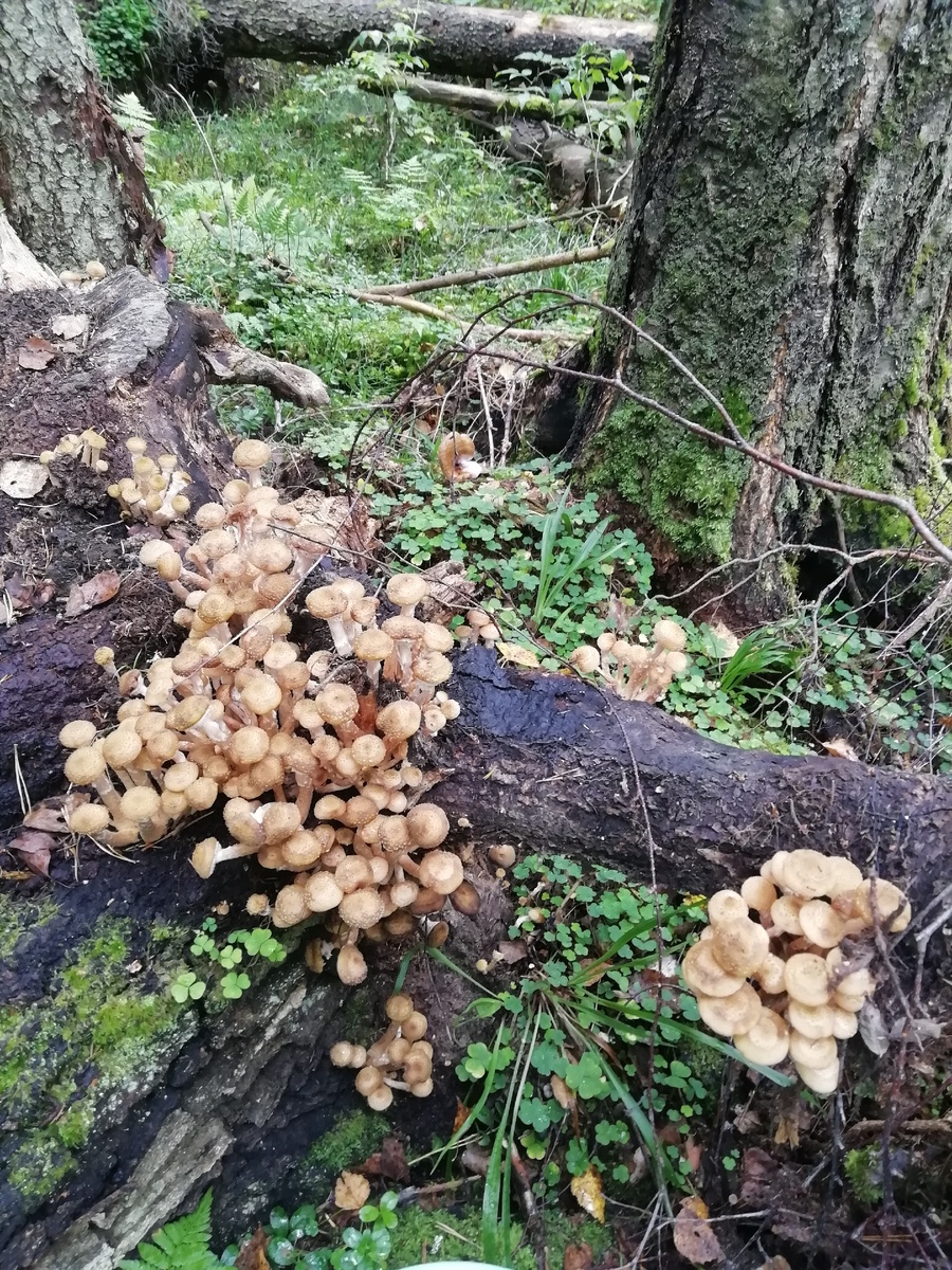 Опята на упавшей березе