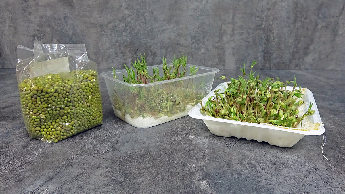 Микрозелень гороха. Проросшая микрозелень. Семена льна микрозелень. Микрозелень на вате. Проращиватель микрозелени дары природы.