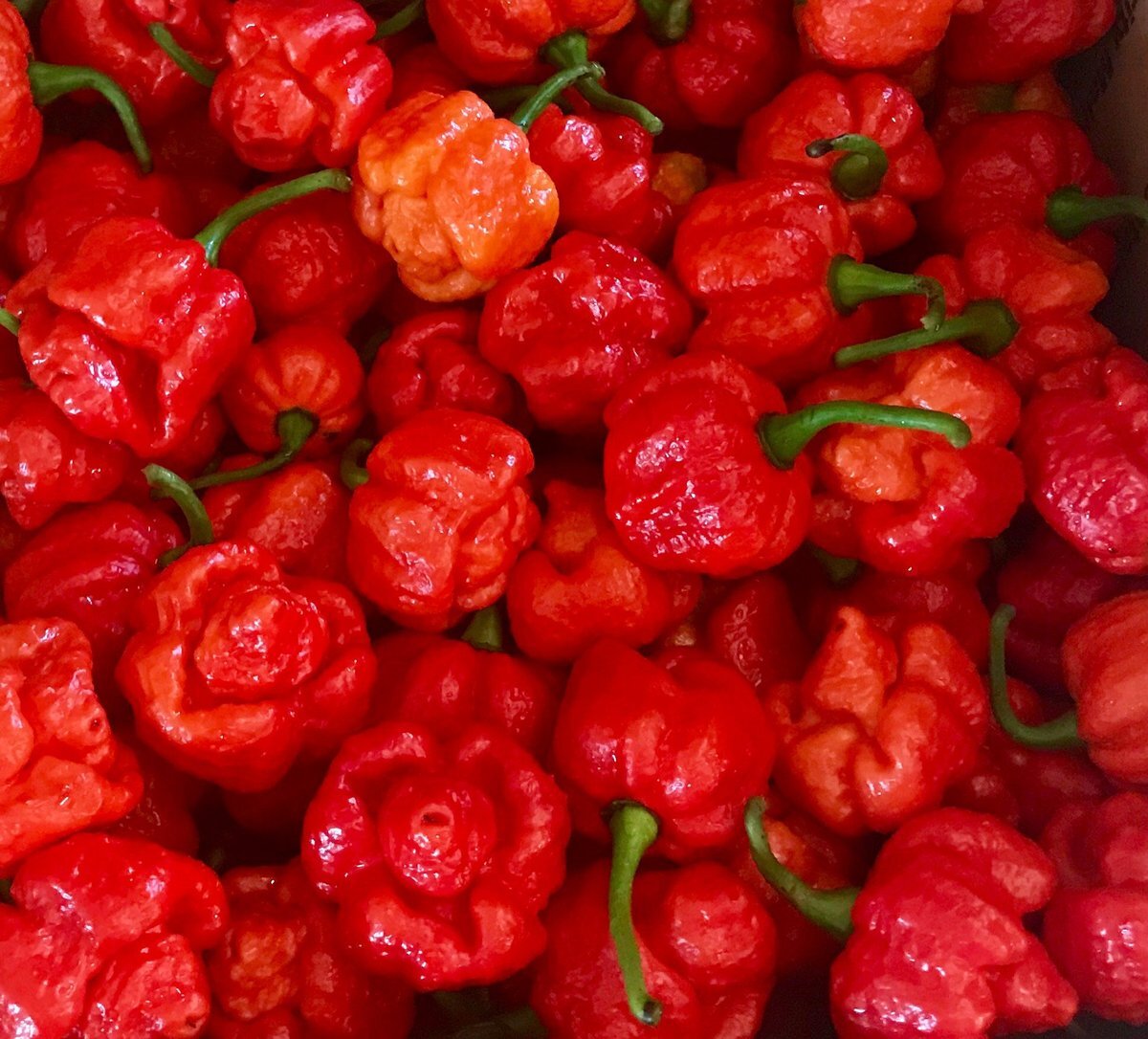 Сорт перца "Trinidad Scorpion Moruga Blend"