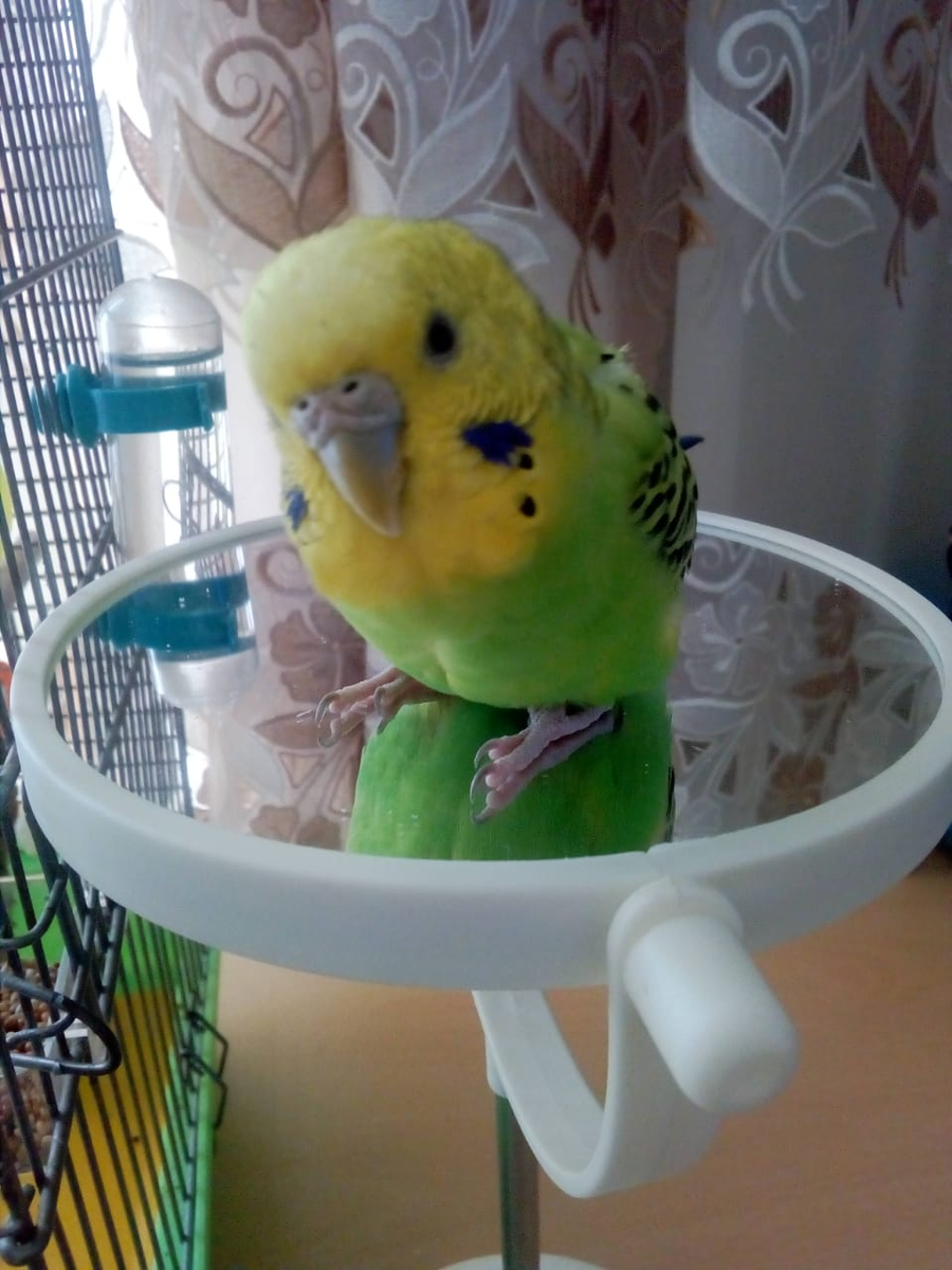 Так почему же я всё-таки кричу?