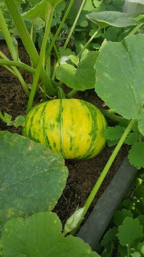 Фото автора Алесад. Наша красотка созревает.