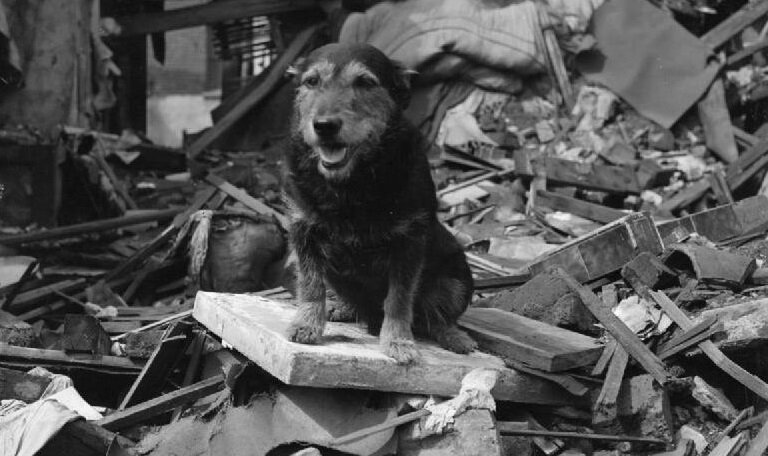 Храбрый Рип на руинах. Источник: wikipedia.com