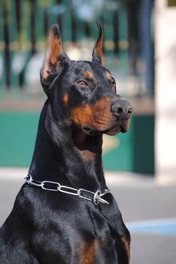 Доберман – собака, самым удивительным образом сочетающая в себе высокий интеллект и преданность, бесстрашие и бдительность, силу и грацию.