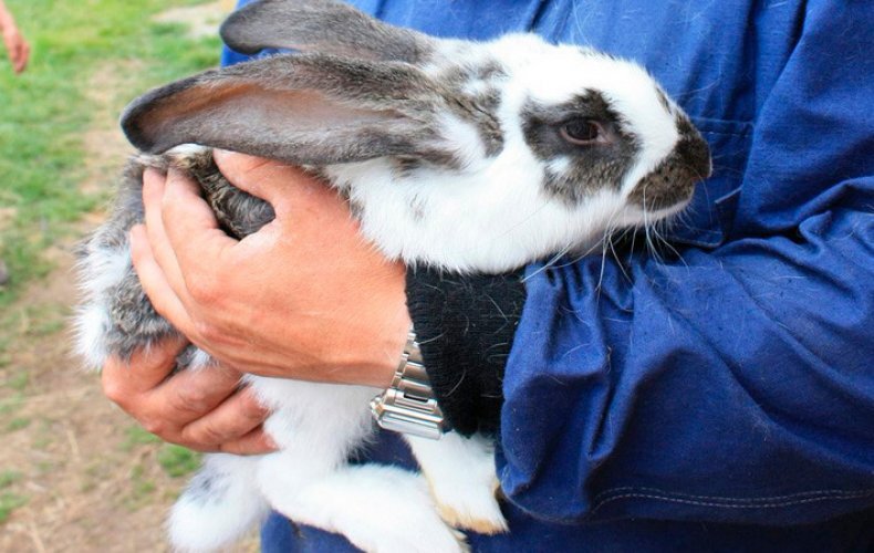 Кролик на руках. Кролик за уши. Декоративный кролик на руках. Зайца за уши.