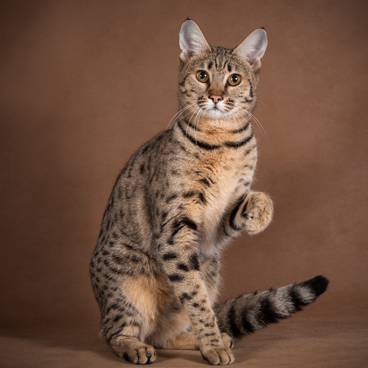 Кошка саванна 