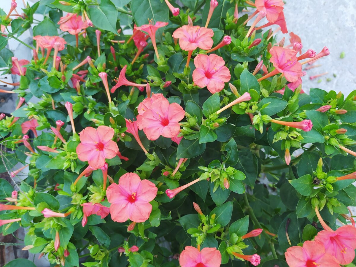 Ночная красавица Mirabilis Jalapa