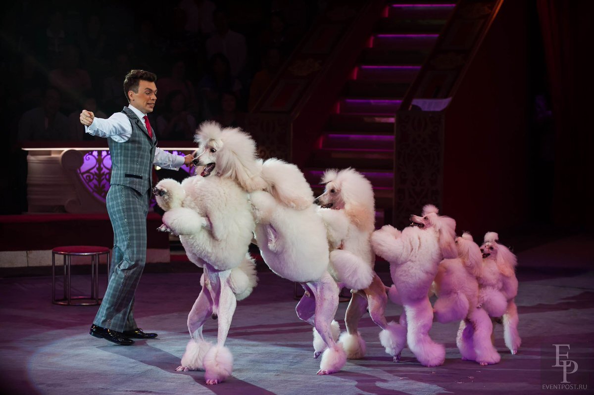 Милая, славная, смешная енка  нас приглашает танцевать