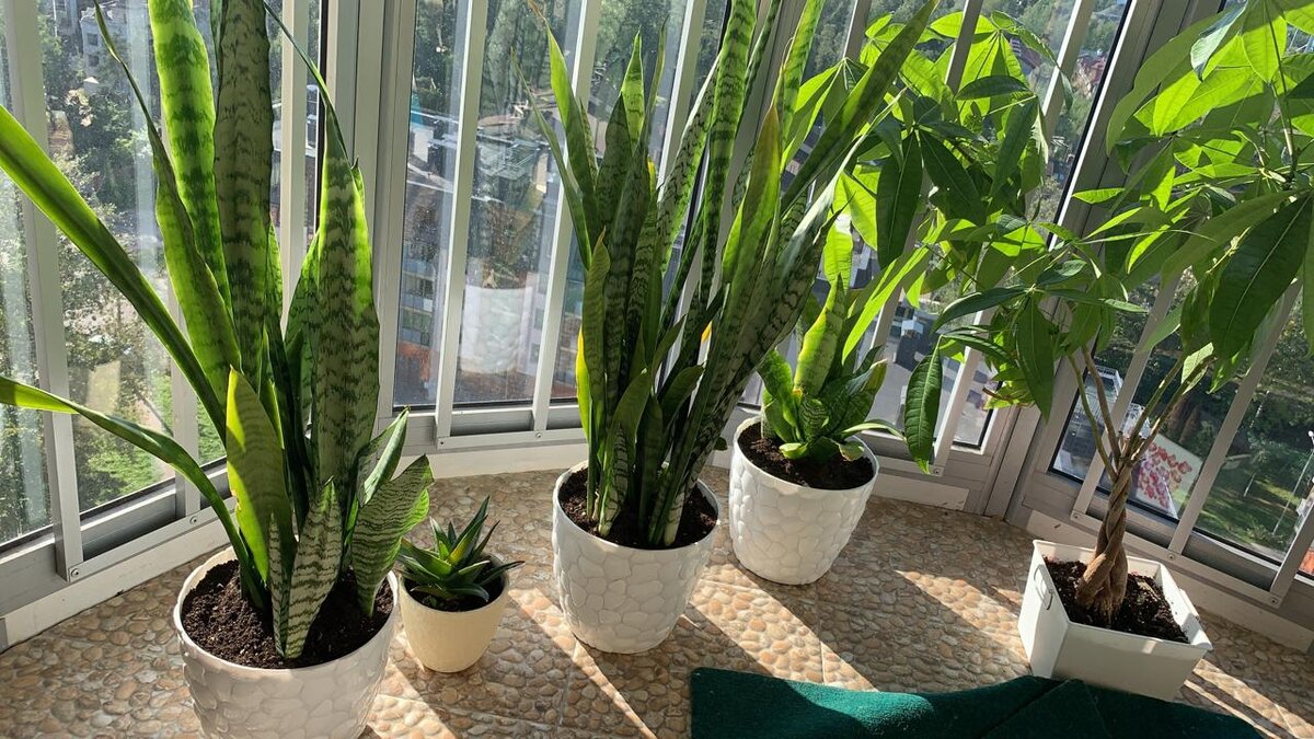 Личный архив, Санкт-Петербург,  2020 г.