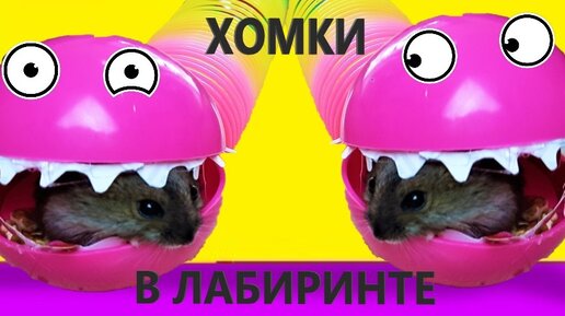 Хомячки в лабиринте! Куки и Кики кто придет первым? И заберет приз! #Хомки даринелки