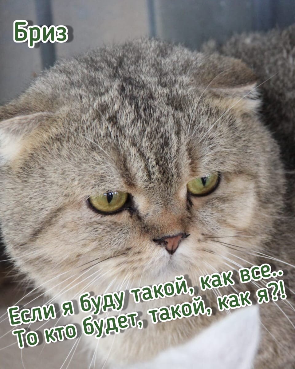 У Бриза шикарный яркий окрас шерсти. Бриз-спокойный рассудительный кот. 