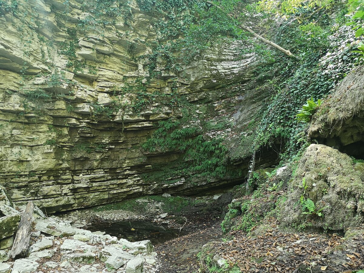 Самшитовая роща и каньон чертовы ворота. Ущелье чертовы ворота сочи. Тисо самшитовая роща лабиринт. Тисо самшитовая роща чертовы ворота. Самшитовая роща и каньон чертовы ворота.