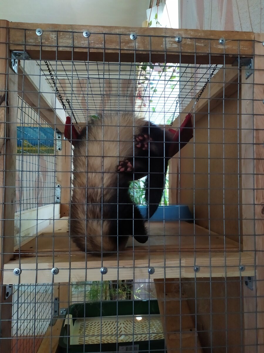 Хоря спит как угодно