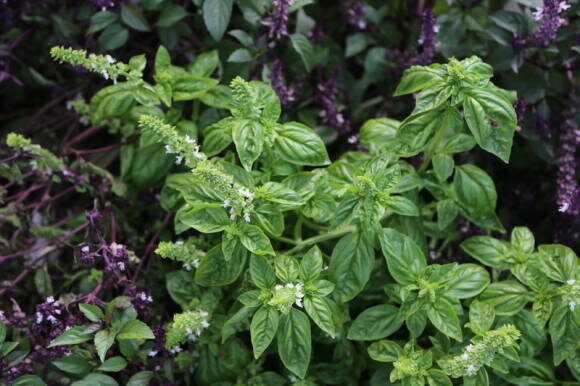 Цветки собраны по 6-10 штук, образуют на верхушке стебля и на разветвлениях длинные соцветия. Изображения взято из интернета.