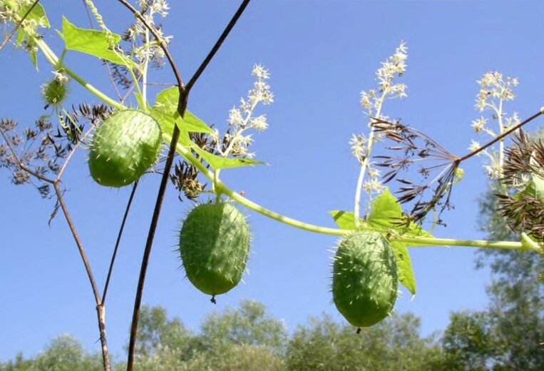 Эхиноцистис. Фото из Интернета.