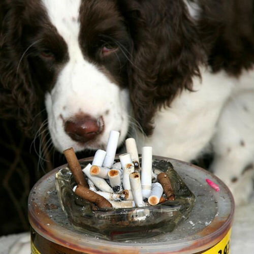 Вред табачного дыма для собаки