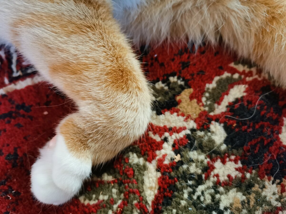 Пострадавшая лапка.