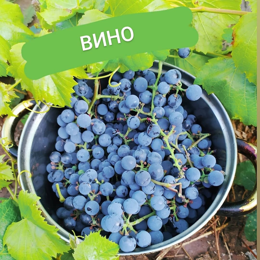 Домашнее вино из винограда