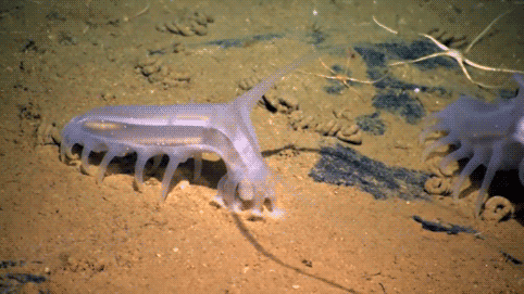 Где руки, а где ноги решайте сами.