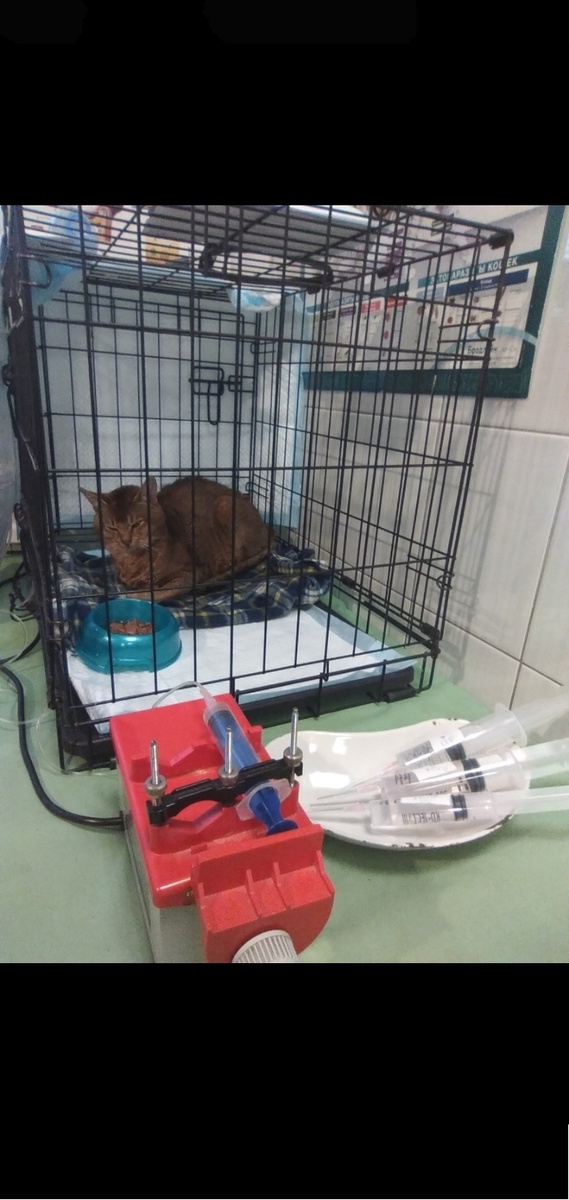 Срочный сбор, коту  жизненно необходимы капельницы каждый день , нельзя пропускать ни дня, финансов совсем нет ☹️очень прошу помощи🙏
