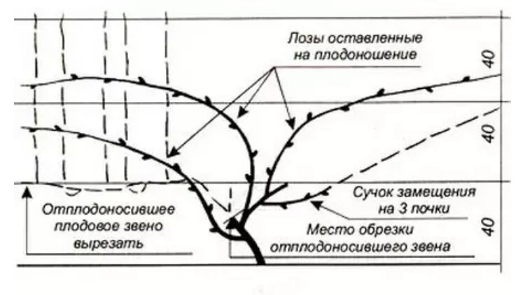 Как и когда правильно обрезать виноград