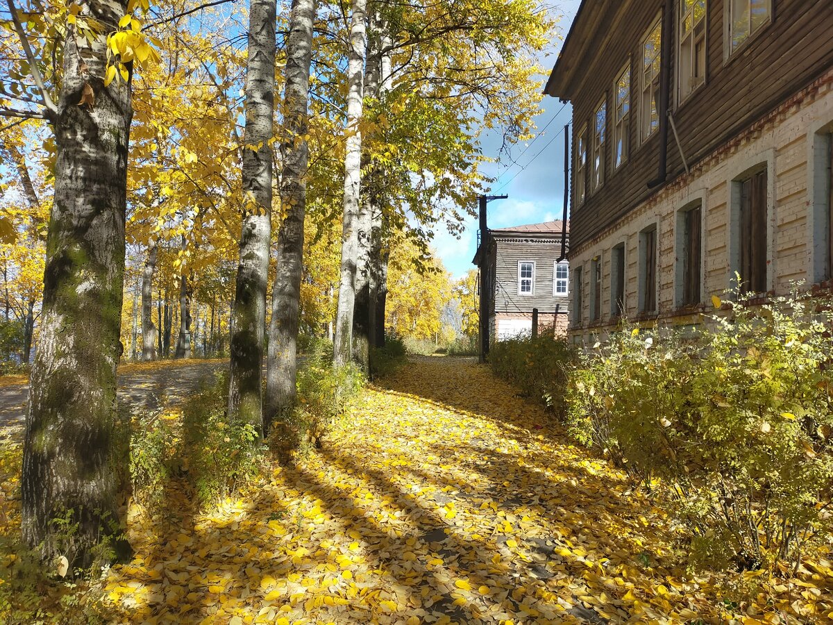Ковёр из желтых листьев