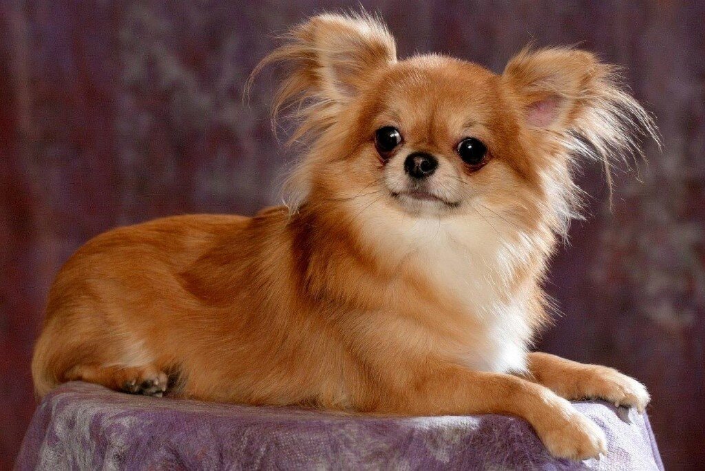 Фото для обложки, источник -m.ok.ru