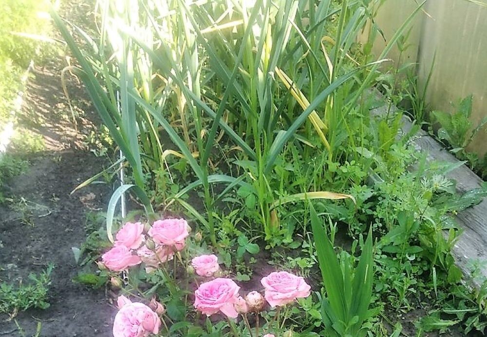 из личного архива 