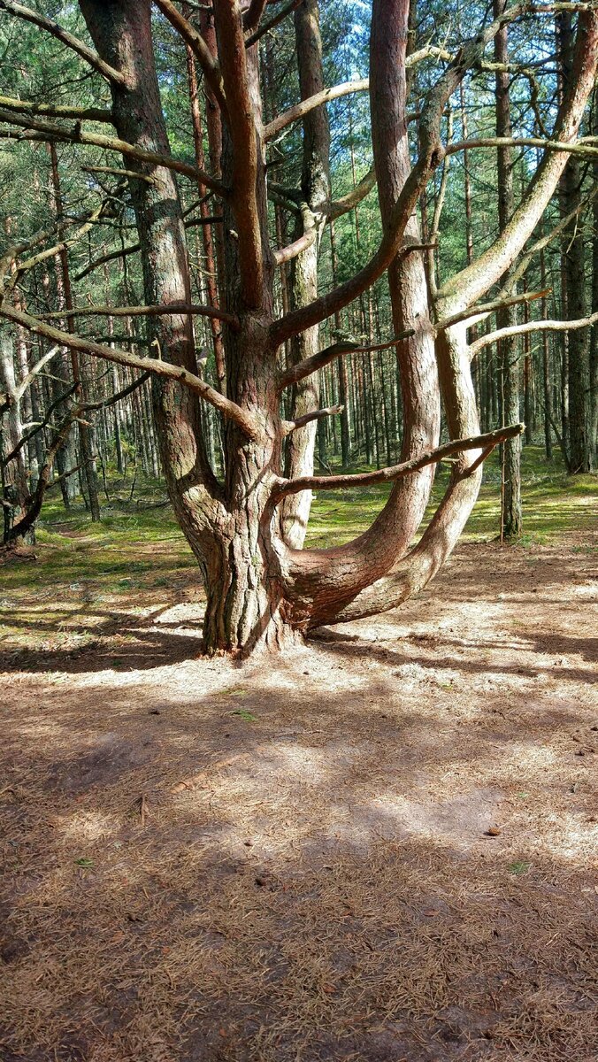Я был удивлен,когда увидел извивающиеся деревья! 
