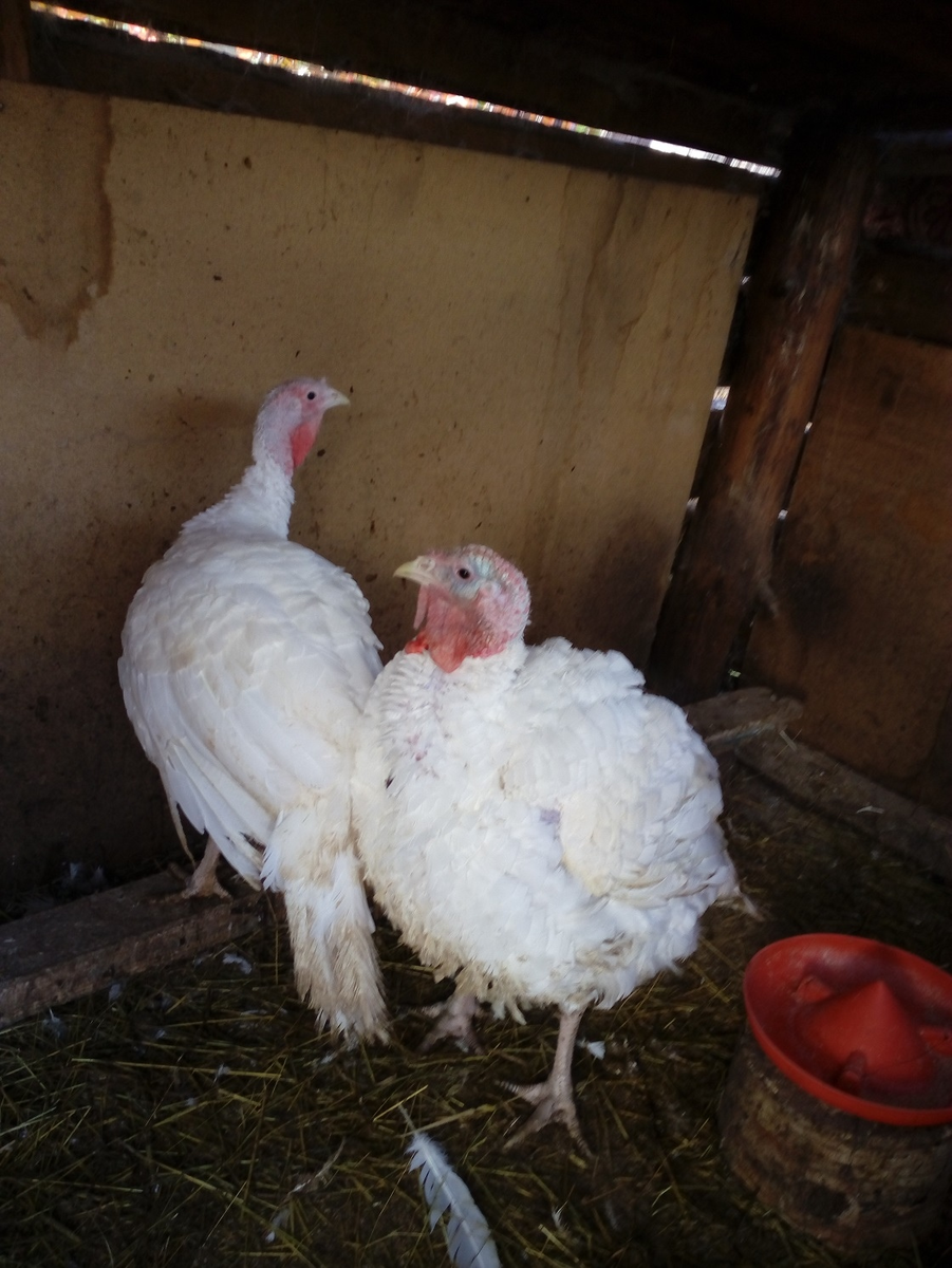 наши индюки. личное фото