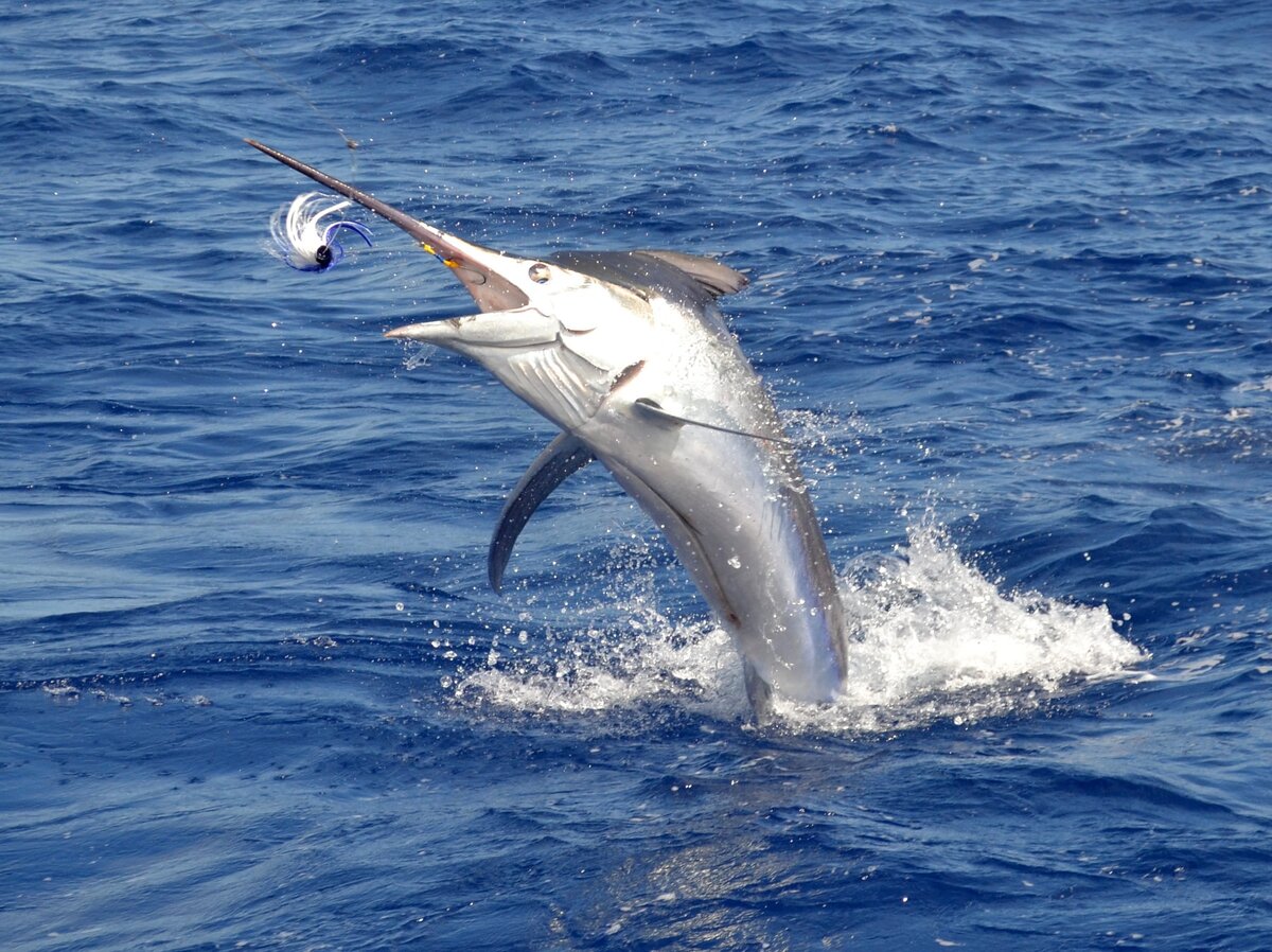 Голубой марлин в природе