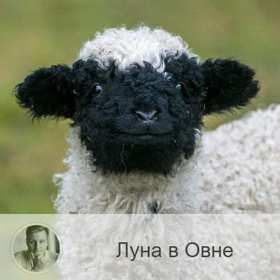 
Луна в знаке зодиака Овен с 11:44 28-ого по 00:19 31-ого. 👥 Когда Луна проходит по знаку Овна, то это приносит в нашу жизнь желание что-то делать, быть активным и напористым, реакции ускоряются, а эмоции бурлят. Это все поможет вам преодолеть себя и сделать то, на что вы раньше не решались. Вообще, в это время нужно больше действовать, нежели говорить. Луна толкает вас на борьбу, поступки могут носить импульсивный характер. Появляется энергия на свершения и вера в успешный исход начинания.
✅ Это отличное время для физической активности, но не забывайте об осторожности. Лучше планировать короткие дела, а не долгосрочные. Хороший период для смены работы, для посещения культурных мероприятий, начала новых проектов, бизнеса, продаж.
❤️ При Луне в Овне следует быть терпеливыми с теми, кого любите, поскольку в это время велика вероятность ссоры.
❌ Из-за повышенной импульсивности дней возможны ссоры, недопонимания, поспешность в делах и опрометчивость в поступках. Все это означает, что не стоит вести важные переговоры, заключать контракты и подписывать договоры.
💊 В эти дни надо быть аккуратнее на дорогах и не злоупотреблять алкоголем, быть аккуратнее при обращении с огнем и ножами. Берегите голову и глаза.

—————
ℹ Для получения прогноза от лучшего астролога страны переходи по ссылке ➡ numeromagic.ru/uslugi