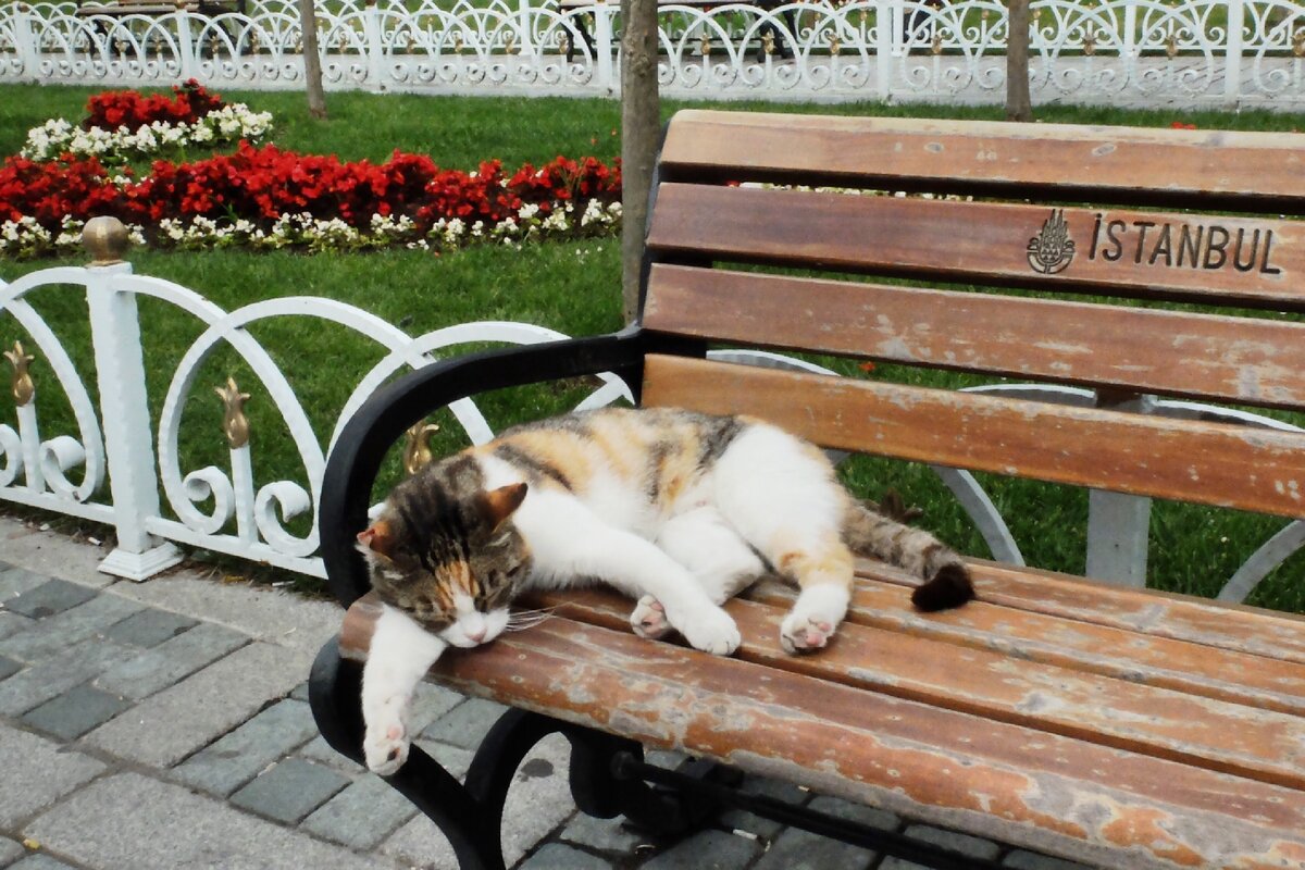 Сладко спит на лавке, пока мимо ходят толпы туристов 😺