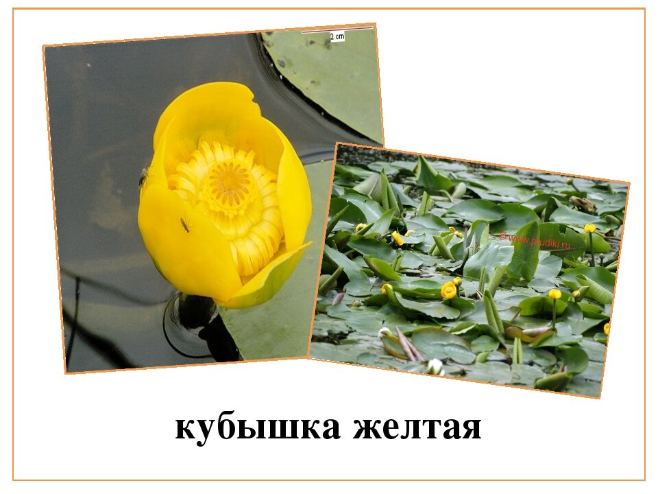 Кубышка малая рисунок
